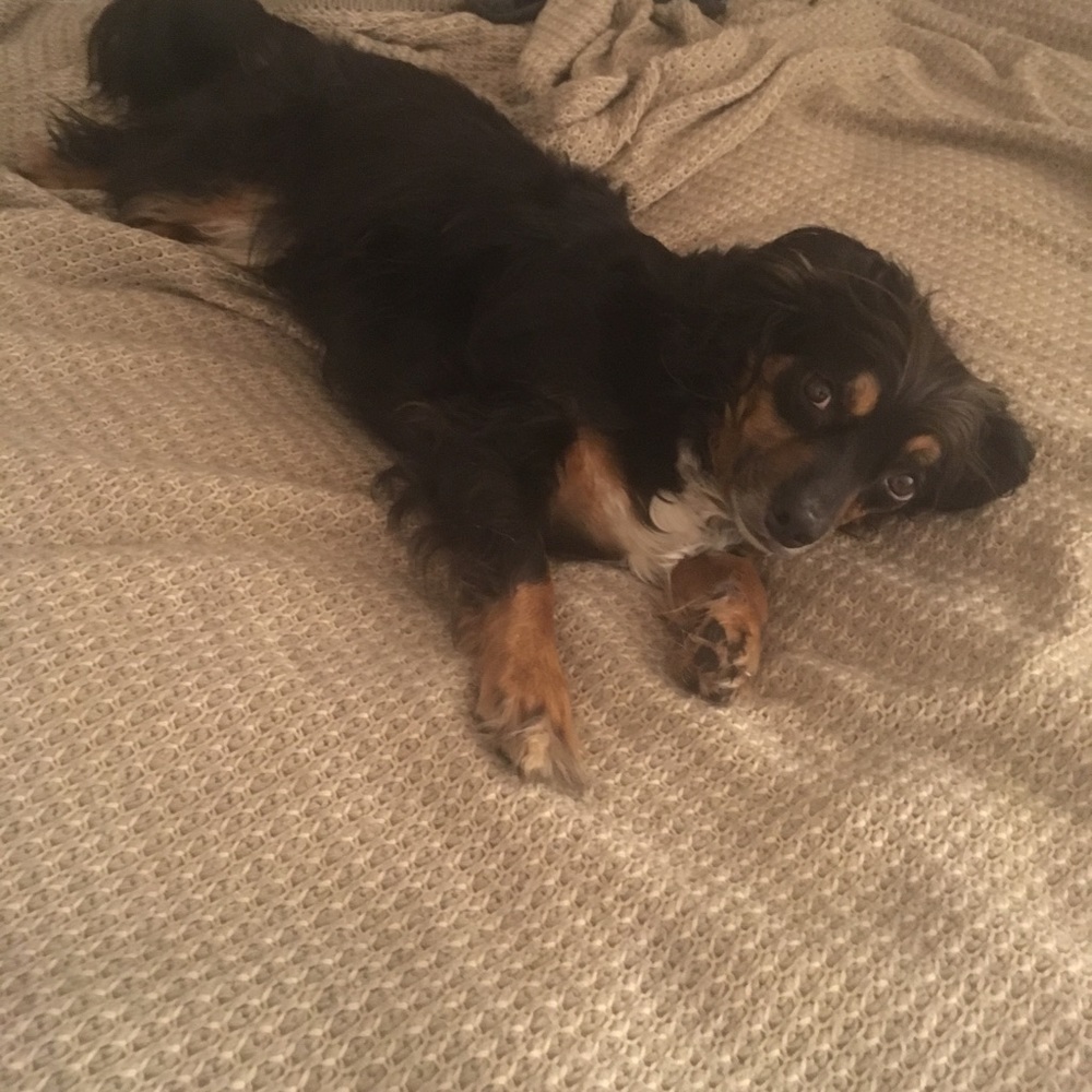 Meet your Posher, Maple